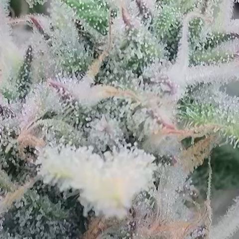 Amnesia Zkittlez Auto growlog timeline photo