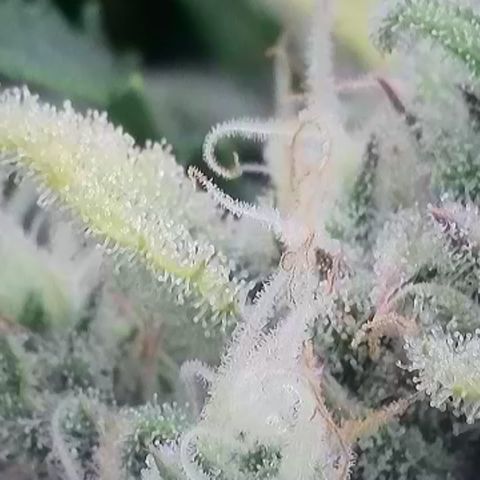 Amnesia Zkittlez Auto growlog timeline photo
