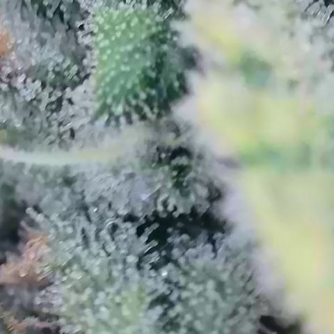 Wedding Cheesecake ❤️ growlog timeline photo