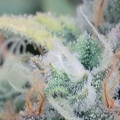 Wedding Cheesecake ❤️ growlog timeline photo