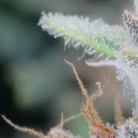 Wedding Cheesecake ❤️ growlog timeline photo
