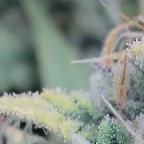 Wedding Cheesecake ❤️ growlog timeline photo