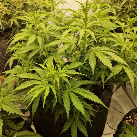 Epic Buzz growlog timeline photo