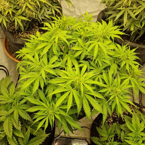Epic Buzz growlog timeline photo