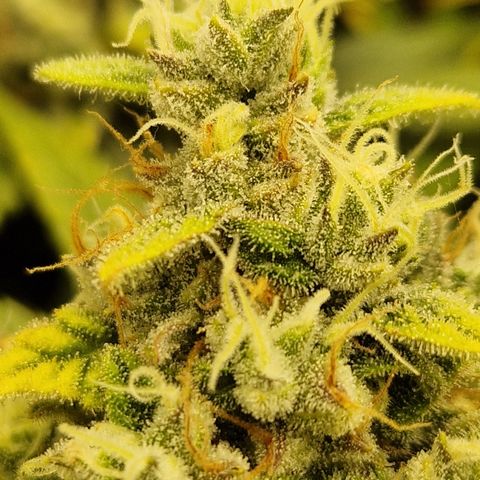 Wedding Cheesecake ❤️ growlog timeline photo
