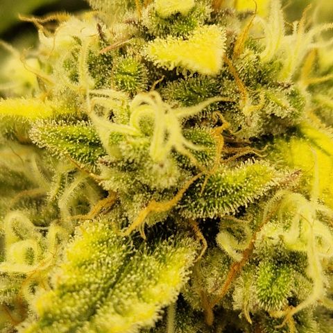 Amnesia Zkittlez Auto growlog timeline photo