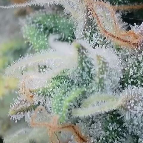 Wedding Cheesecake ❤️ growlog timeline photo