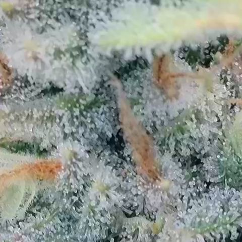 Wedding Cheesecake ❤️ growlog timeline photo