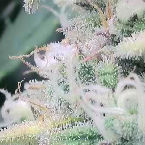 Amnesia Zkittlez Auto growlog timeline photo