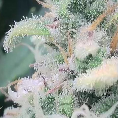 Amnesia Zkittlez Auto growlog timeline photo