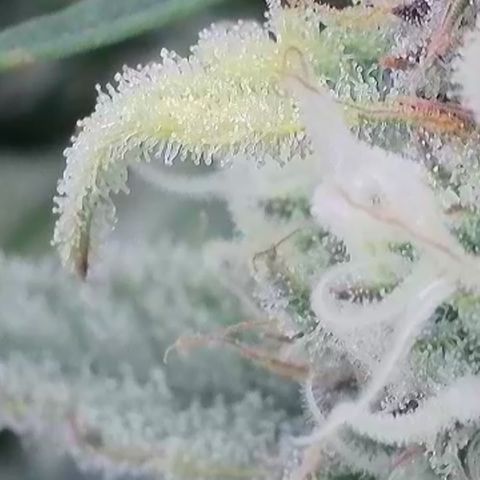 Amnesia Zkittlez Auto growlog timeline photo