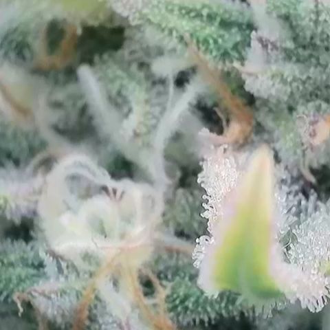 Amnesia Zkittlez Auto growlog timeline photo
