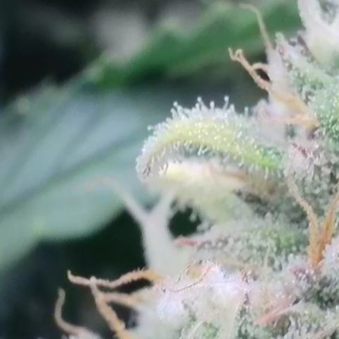 Amnesia Zkittlez Auto growlog timeline photo