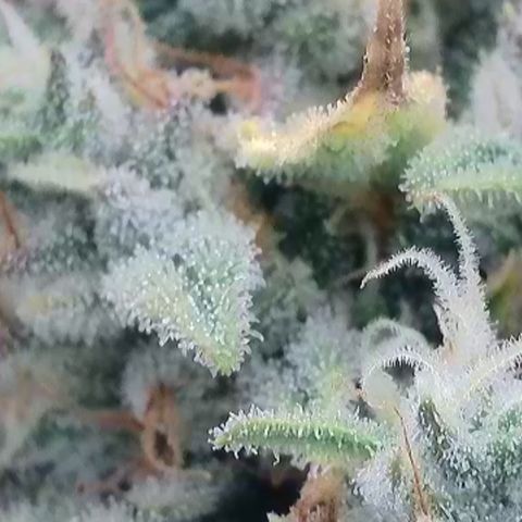 Wedding Cheesecake ❤️ growlog timeline photo