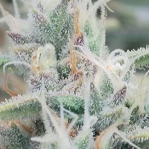 Wedding Cheesecake ❤️ growlog timeline photo