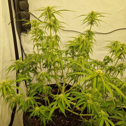 Epic Buzz growlog timeline photo