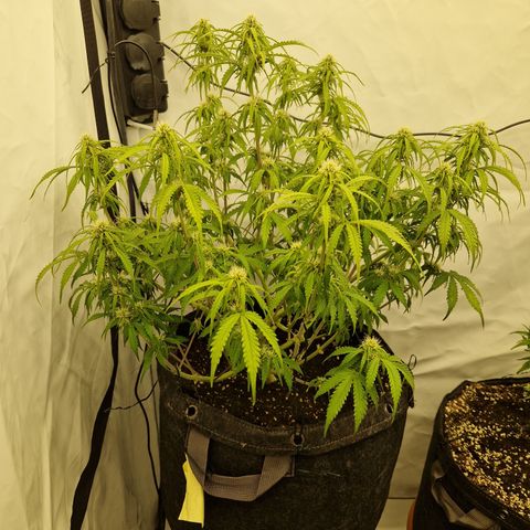 Epic Buzz growlog timeline photo