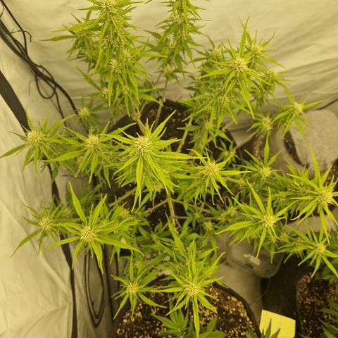 Epic Buzz growlog timeline photo