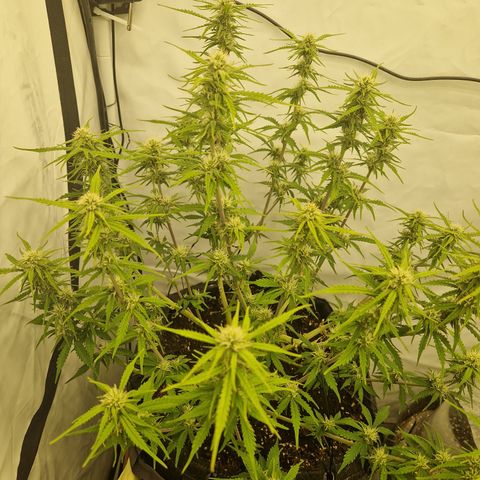 Epic Buzz growlog timeline photo