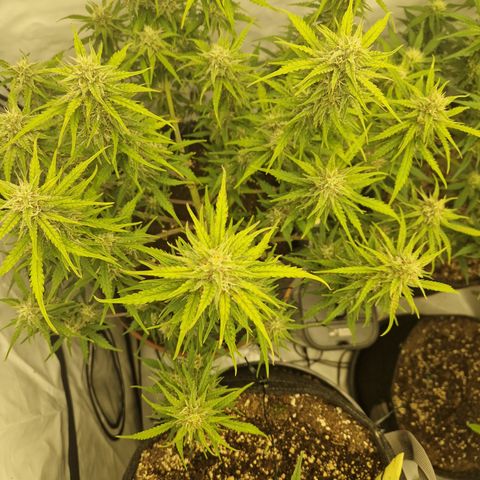 Epic Buzz growlog timeline photo