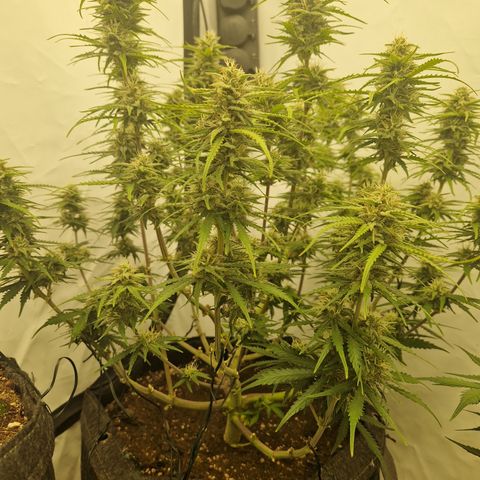 Epic Buzz growlog timeline photo