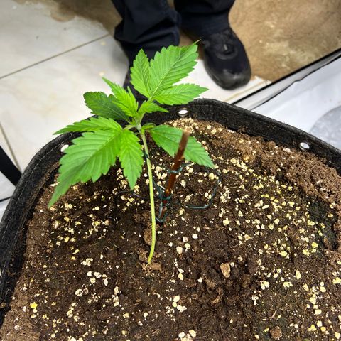 Strawberry Banana FB growlog timeline photo