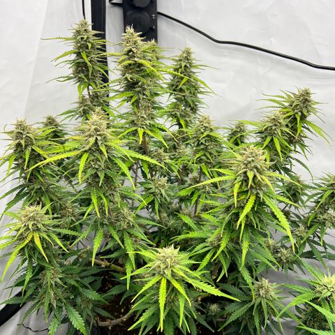 Epic Buzz growlog timeline photo