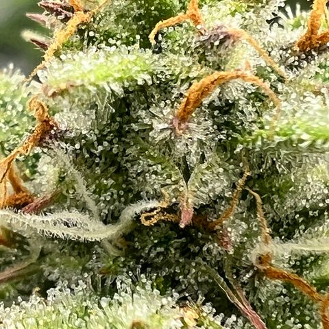 Epic Buzz growlog timeline photo