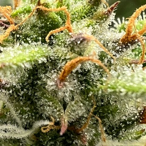 Epic Buzz growlog timeline photo