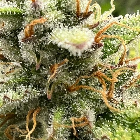 Epic Buzz growlog timeline photo