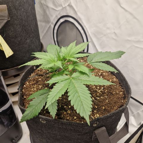 Strawberry Banana FB growlog timeline photo