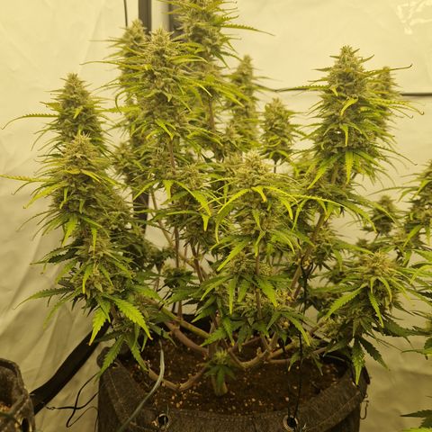 Epic Buzz growlog timeline photo