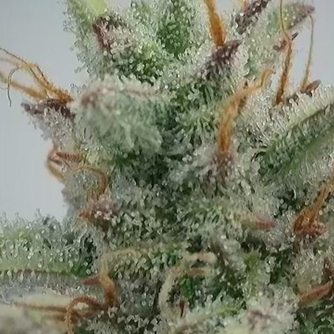 Epic Buzz growlog timeline photo