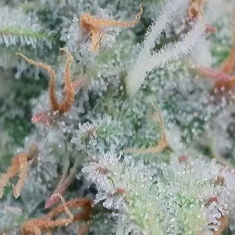 Epic Buzz growlog timeline photo