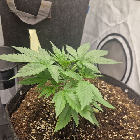 Strawberry Banana FB growlog timeline photo