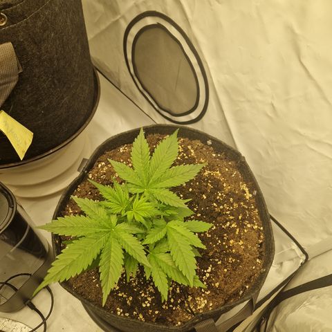 Strawberry Banana FB growlog timeline photo