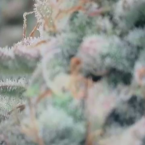 Epic Buzz growlog timeline photo