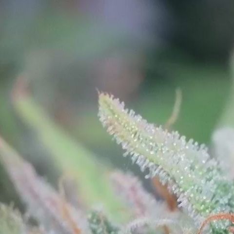 Epic Buzz growlog timeline photo