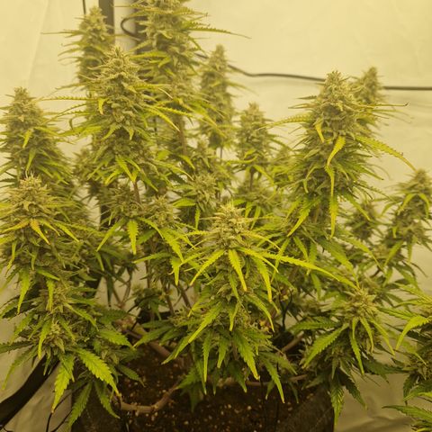 Epic Buzz growlog timeline photo