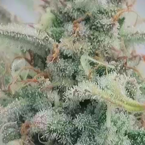Epic Buzz growlog timeline photo