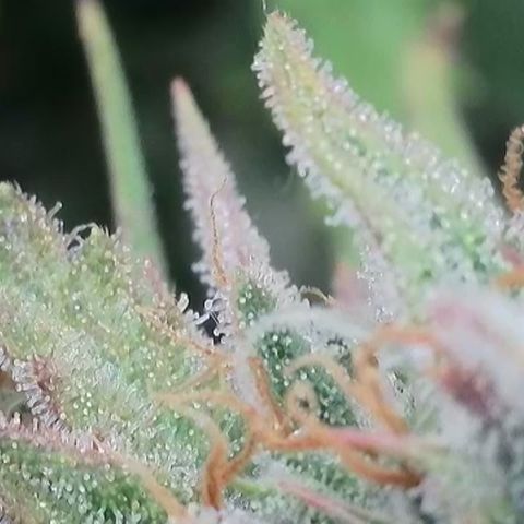 Epic Buzz growlog timeline photo