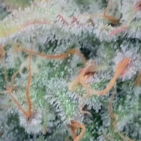 Epic Buzz growlog timeline photo