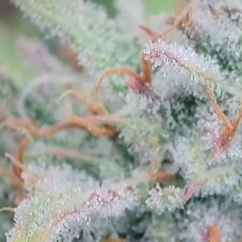 Epic Buzz growlog timeline photo