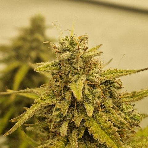 Epic Buzz growlog timeline photo
