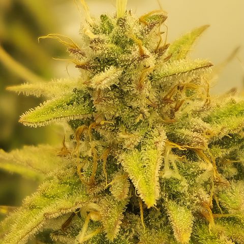 Epic Buzz growlog timeline photo