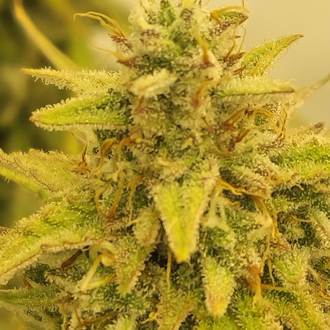 Epic Buzz growlog timeline photo
