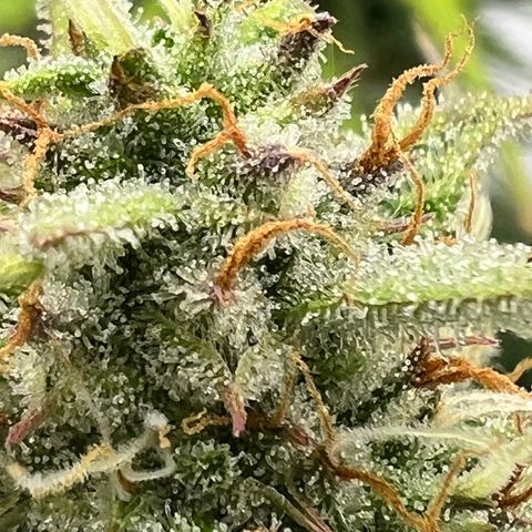 Epic Buzz growlog timeline photo