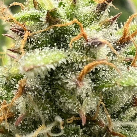 Epic Buzz growlog timeline photo