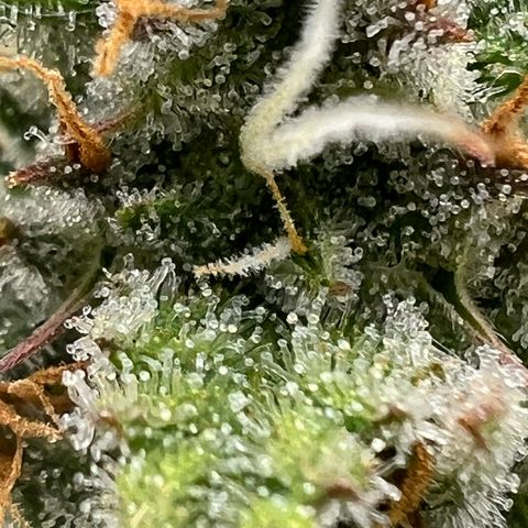 Epic Buzz growlog timeline photo