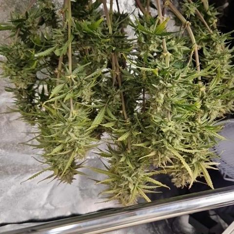 Epic Buzz growlog timeline photo